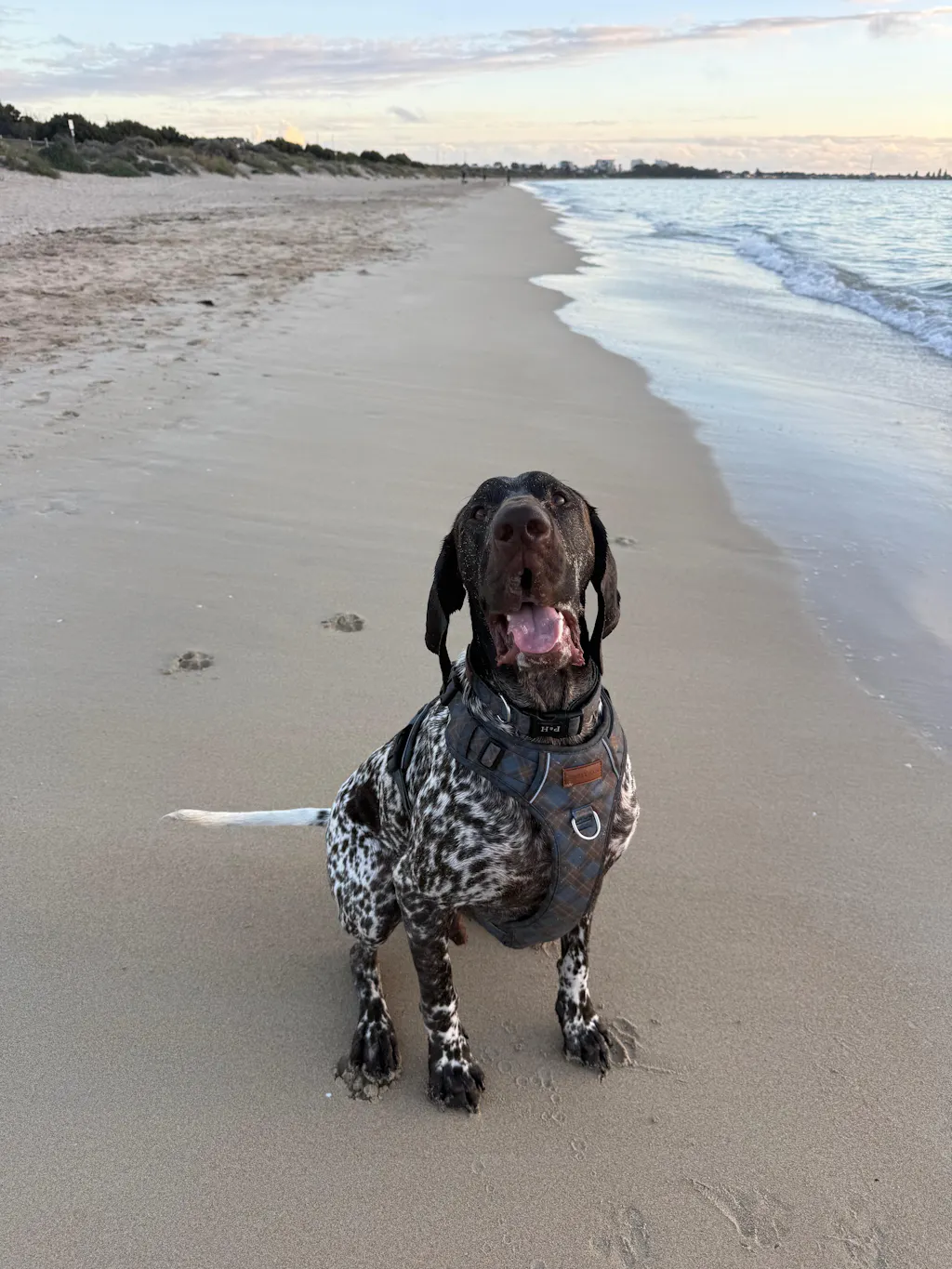 Pointer & Hound