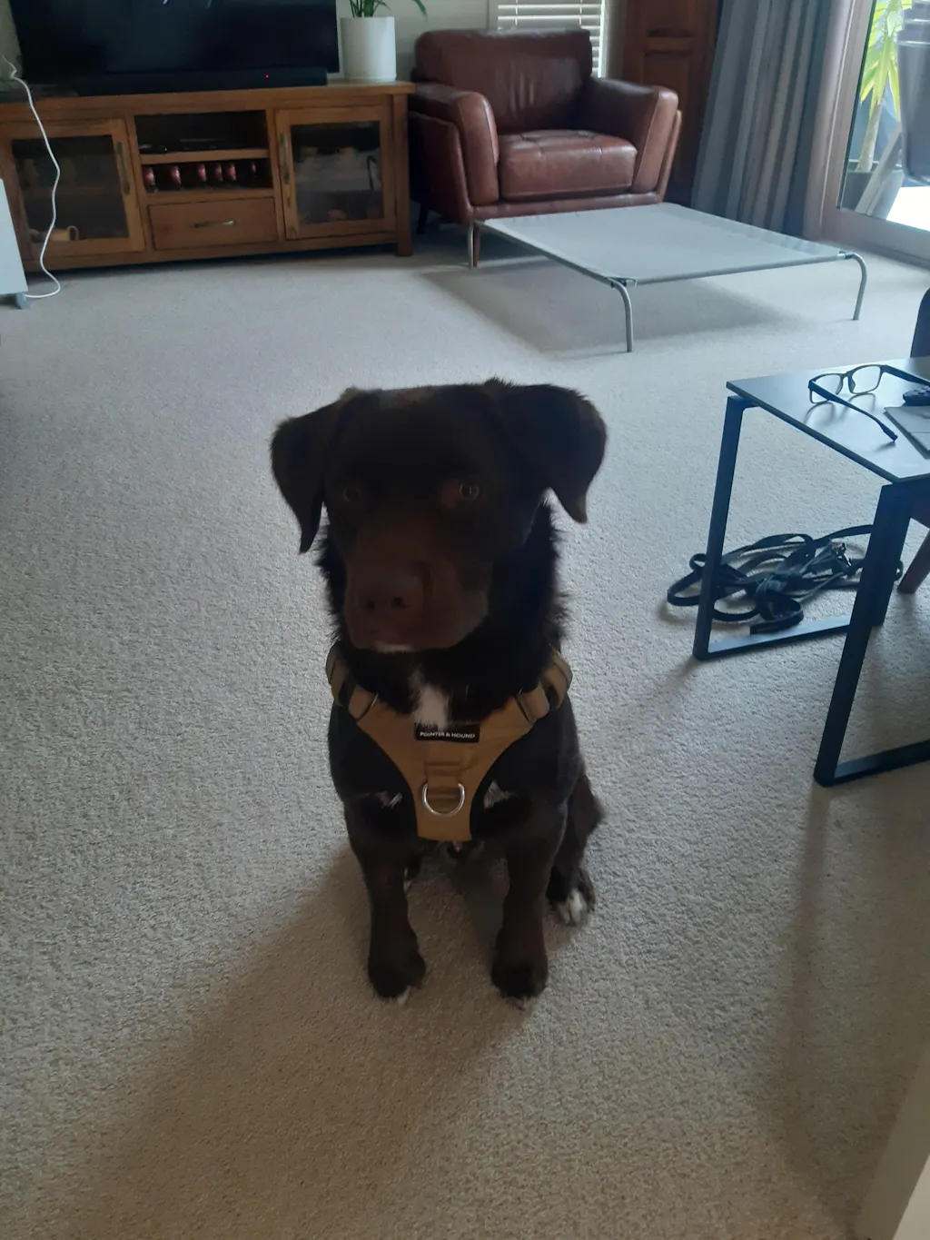 Tactical Collar - Tan