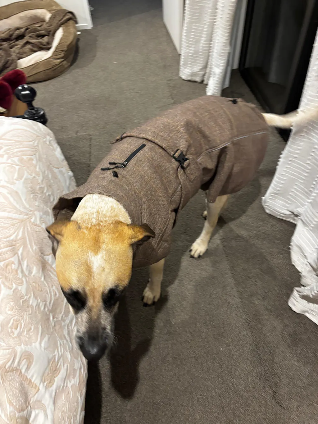 Highland Coat - Brown