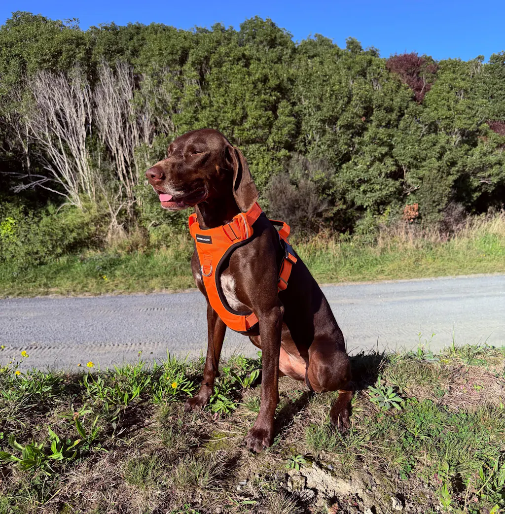 Pointer & Hound