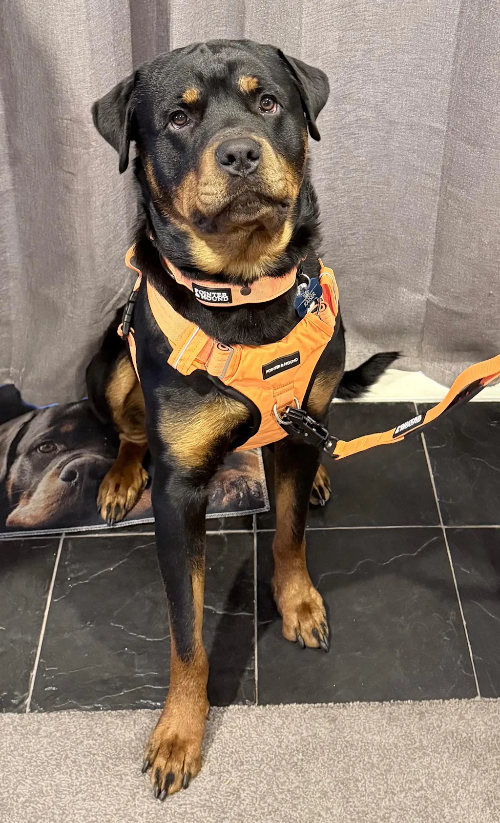 Tactical Harness - Blaze Orange
