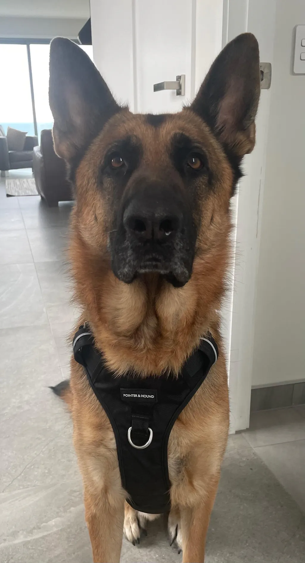 Tactical Harness - Black