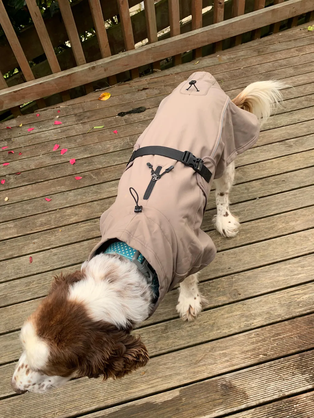 Waterproof Jacket - Mushroom