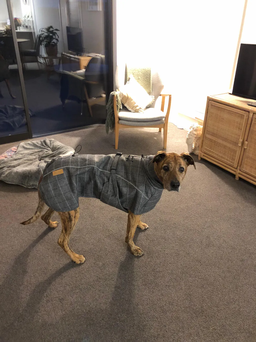 Highland Coat - Grey