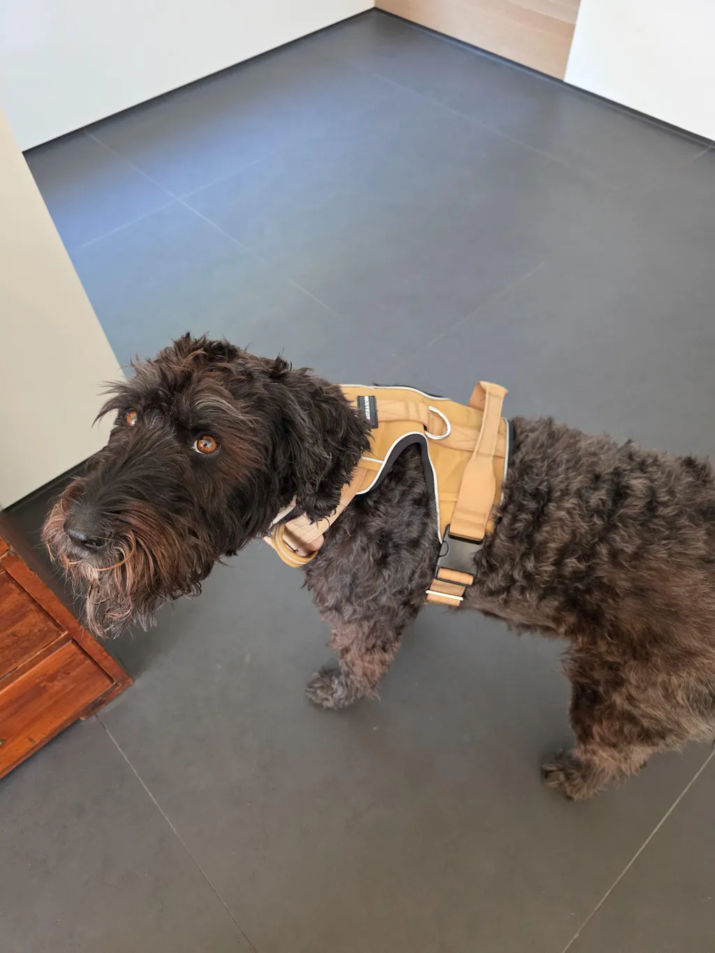 Tactical Harness - Tan