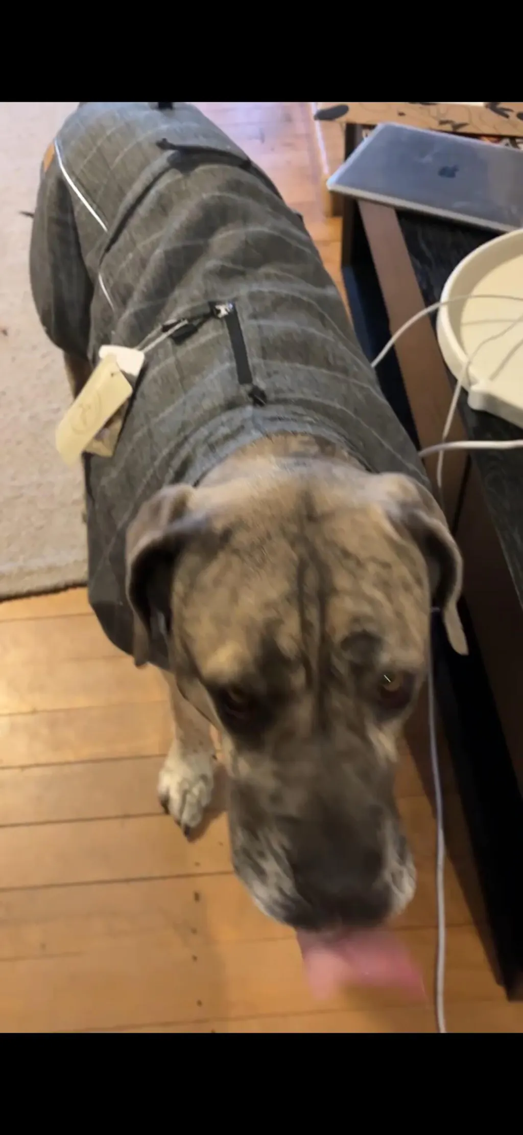 Highland Coat - Grey