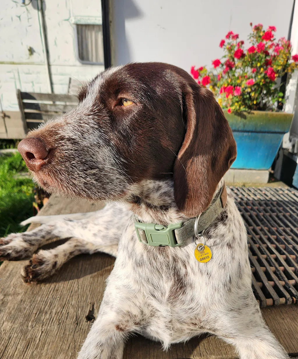 Signature Collar - Eucalyptus