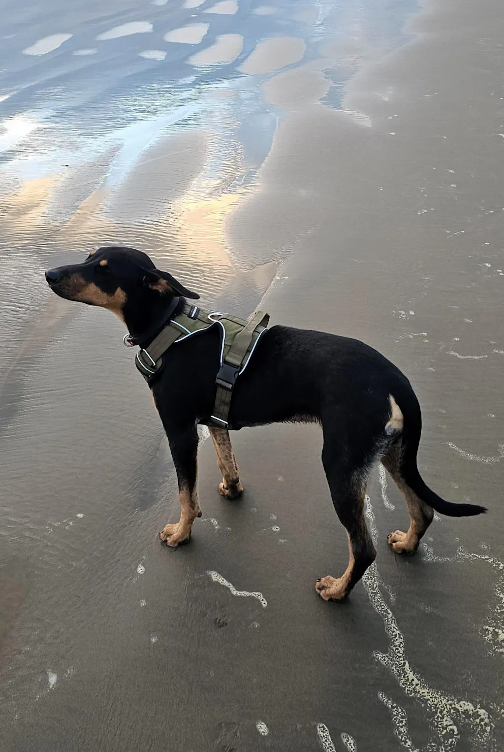 Tactical Harness - Army Green