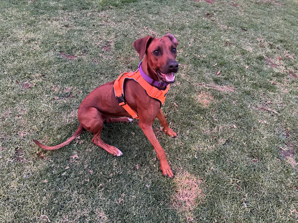 Tactical Harness - Blaze Orange