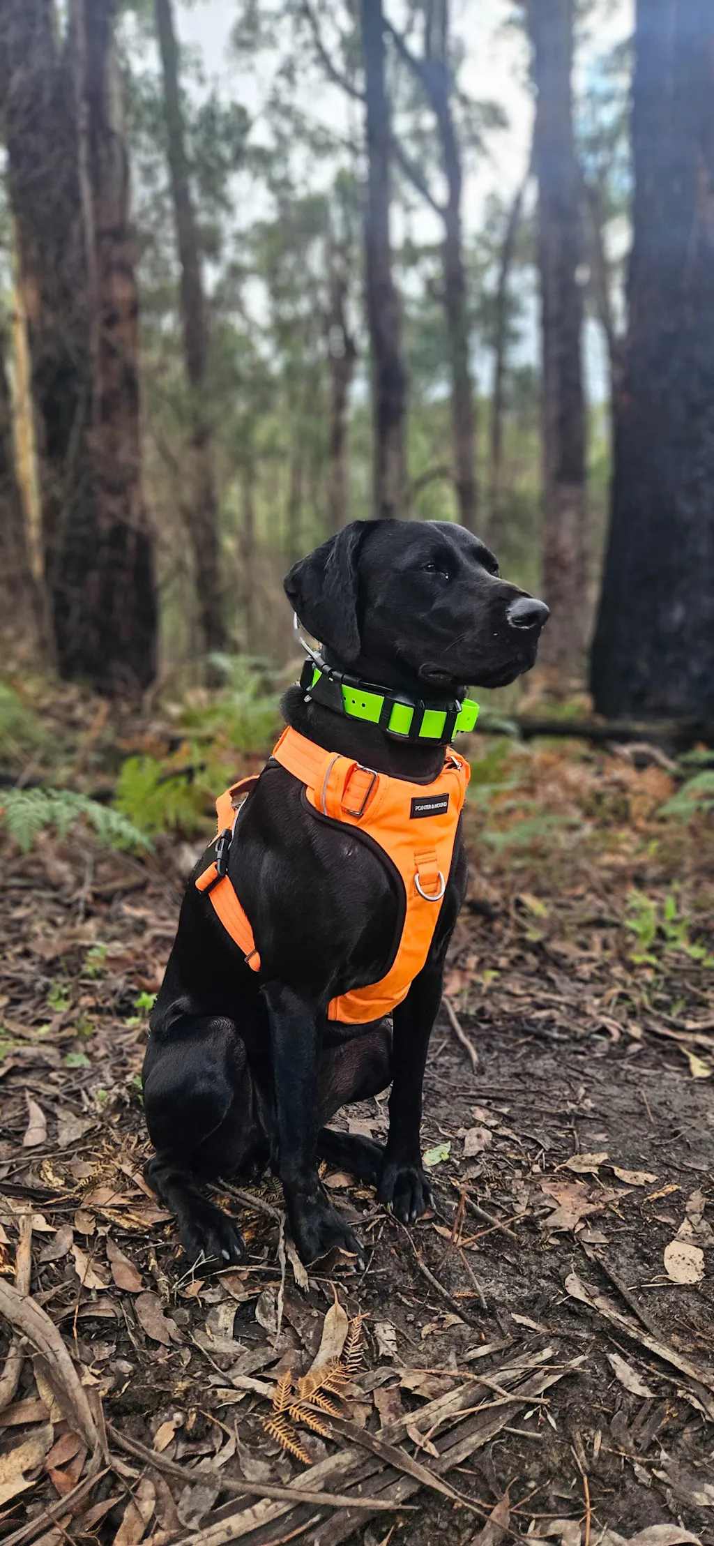 Tactical Harness - Blaze Orange
