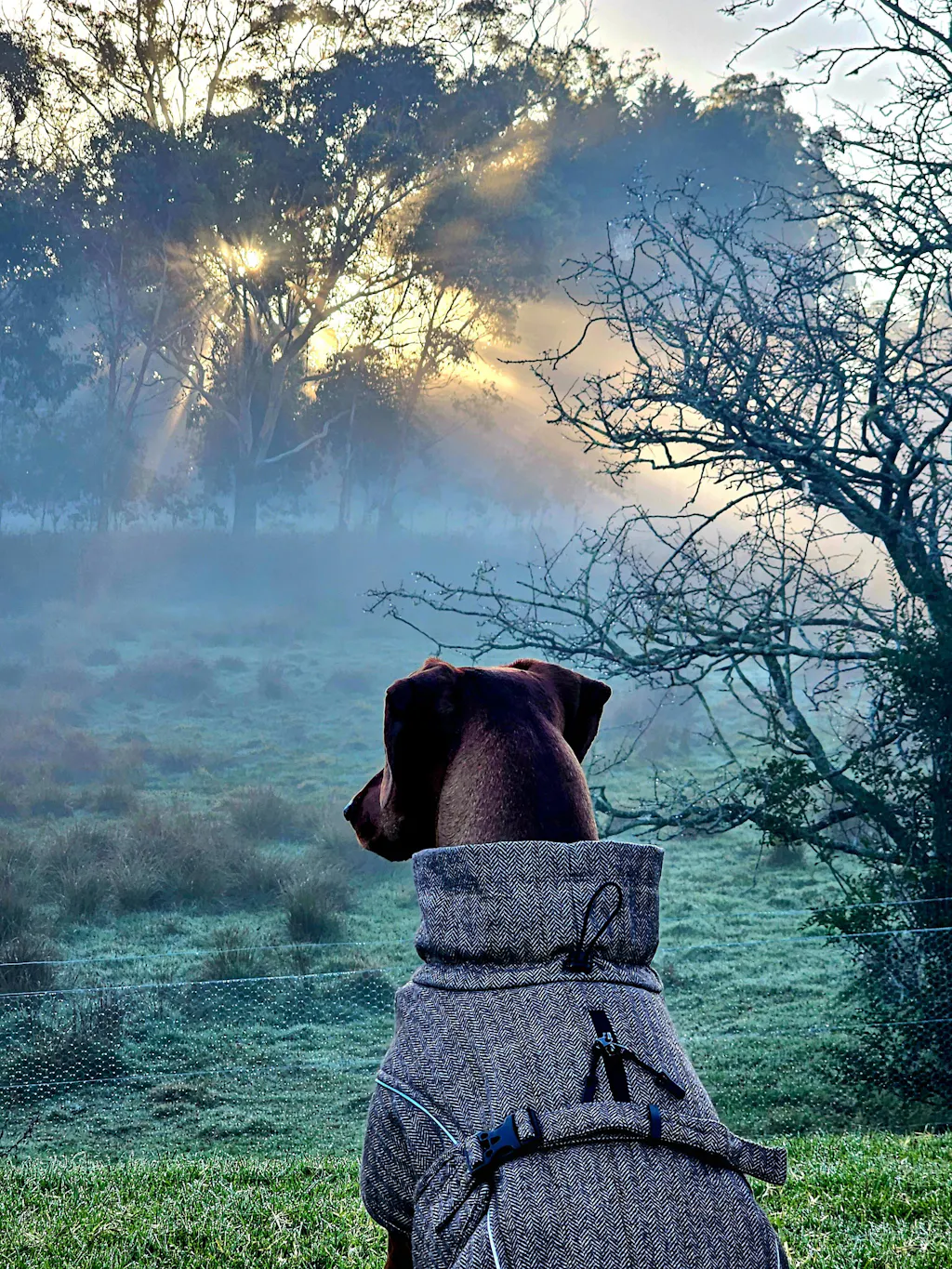Pointer & Hound