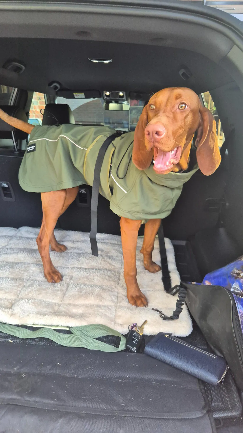 Pointer & Hound