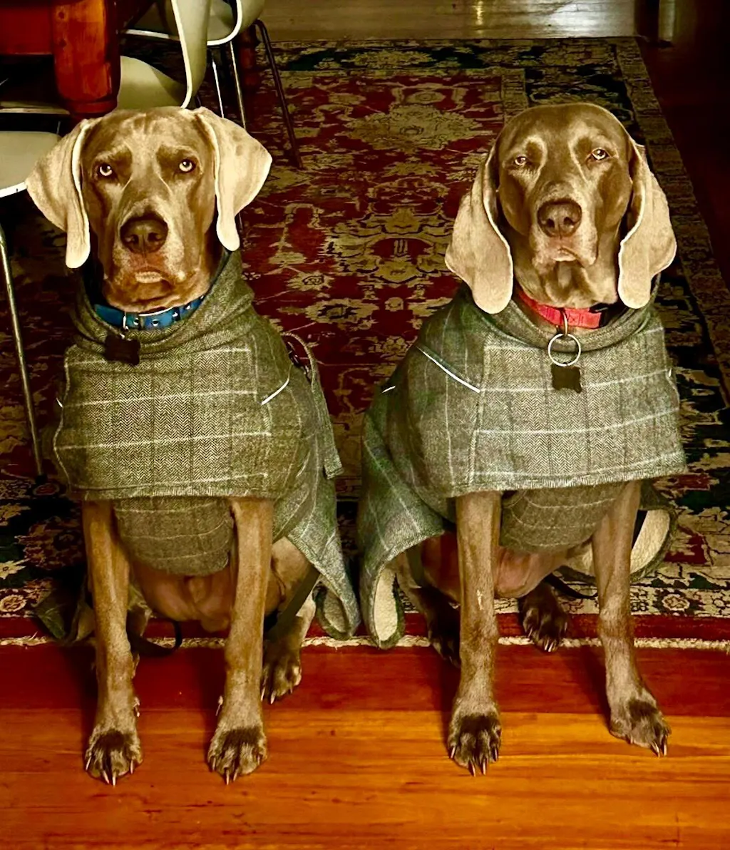 Highland Coat - Grey