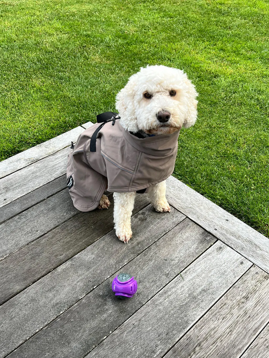 Waterproof Jacket - Mushroom