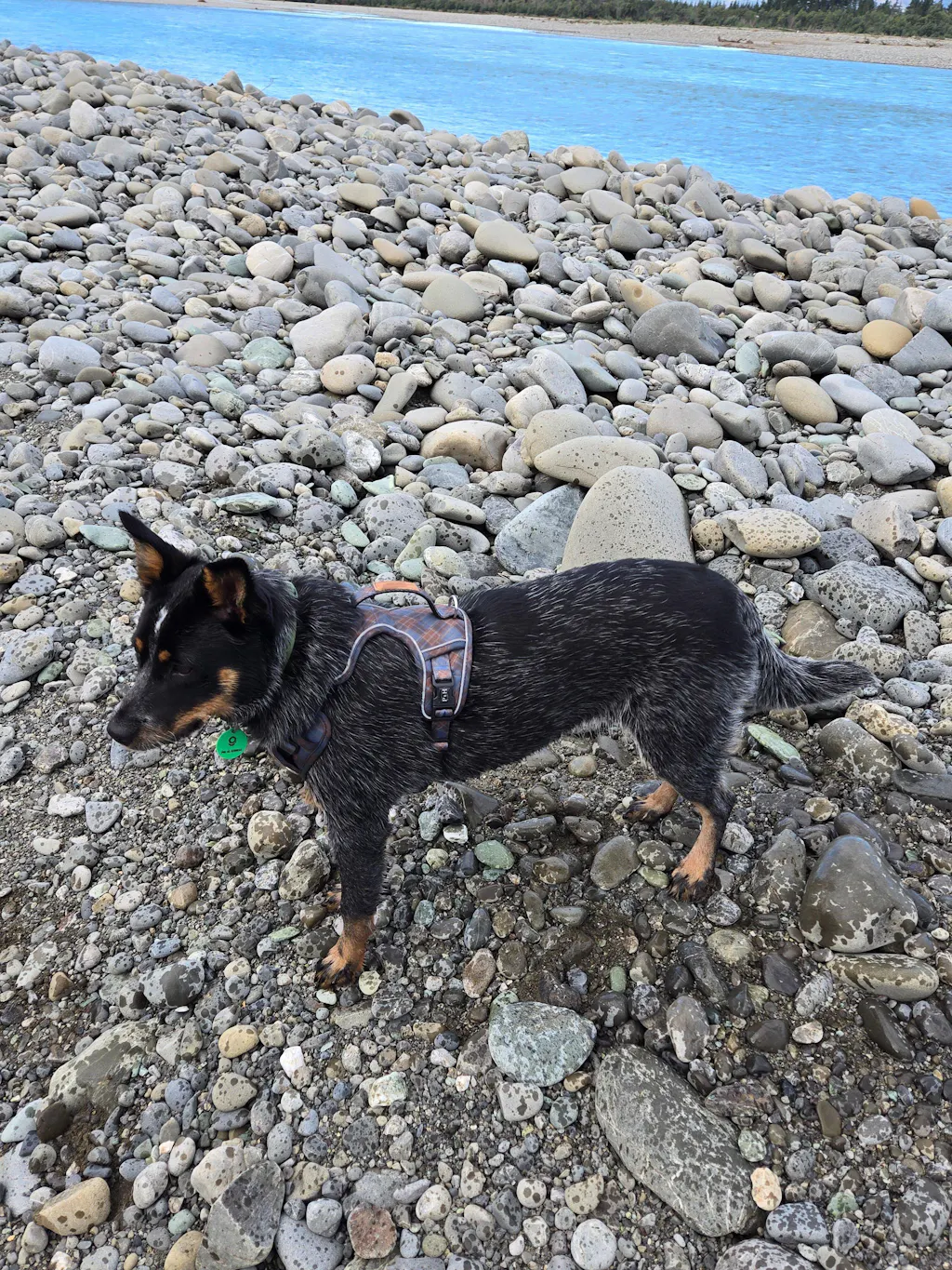 Signature Harness - Blue Tartan