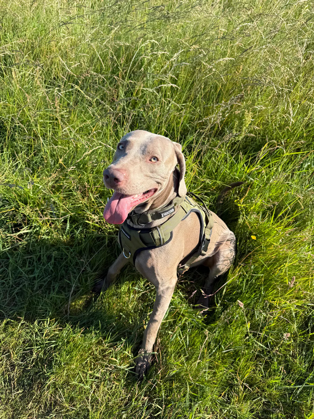 Tactical Harness - Army Green