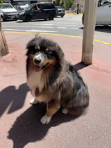 Pom D'Azur