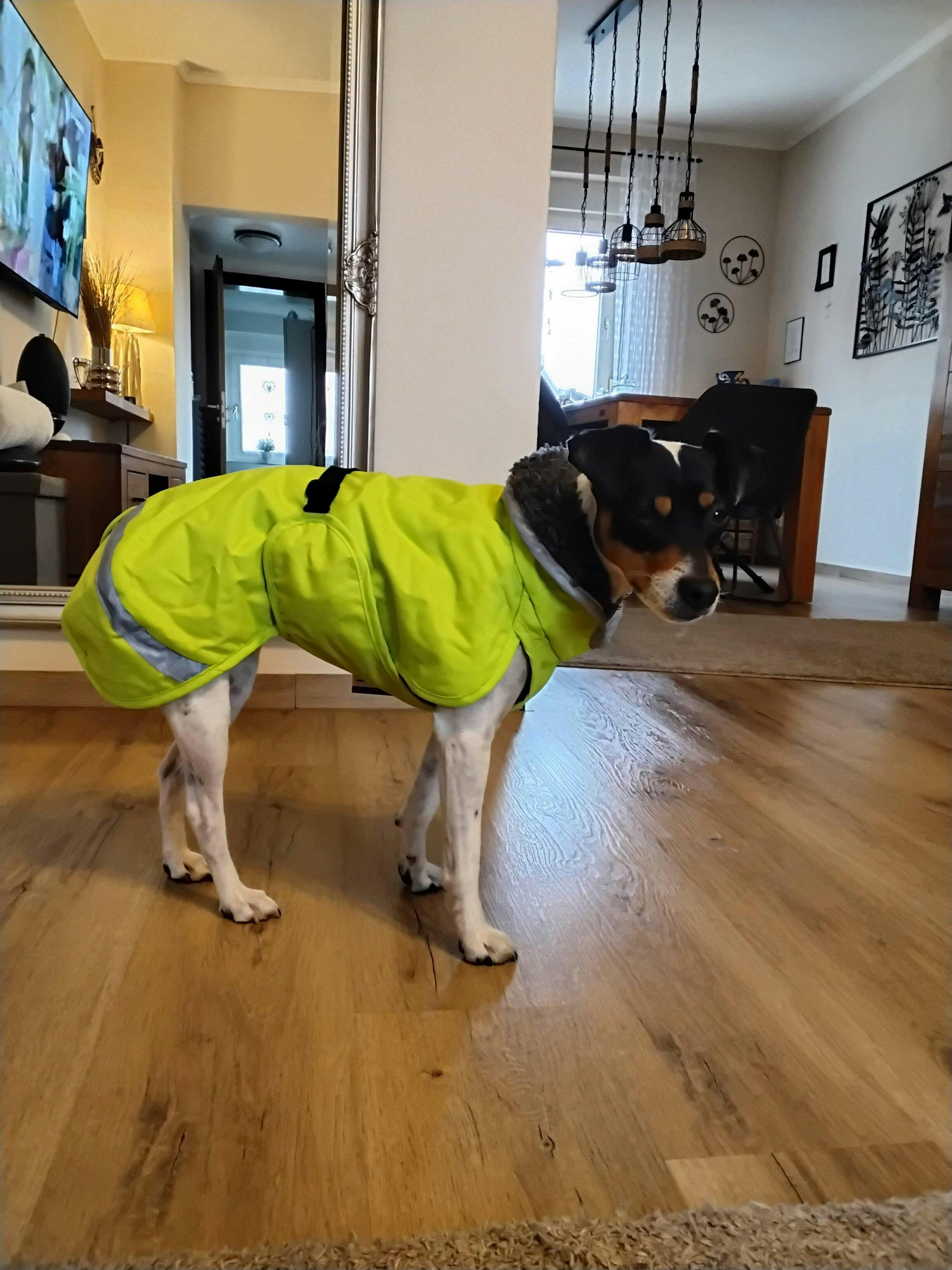 PerusPomppa Graphite - Winter coat for dogs