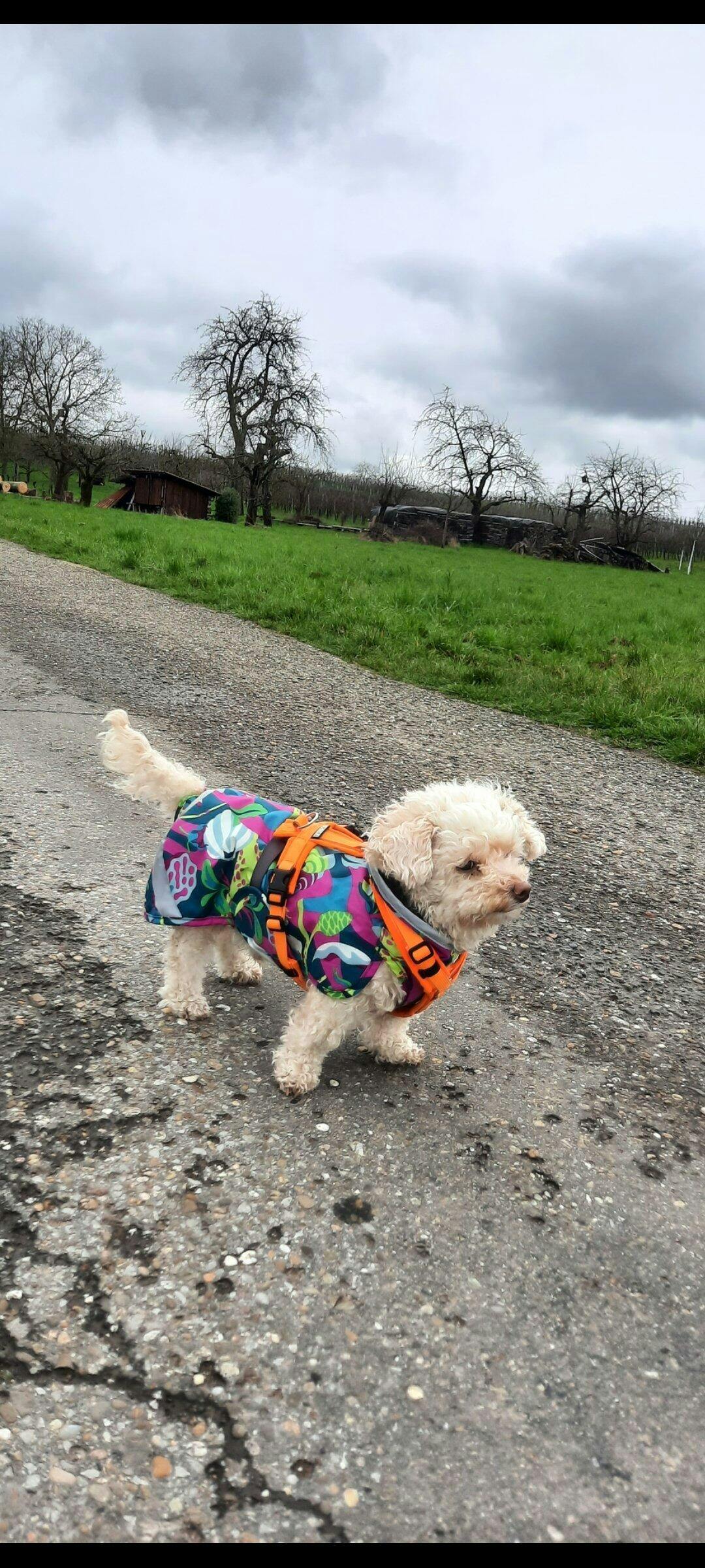 PerusPomppa Plum - Dog winter coat