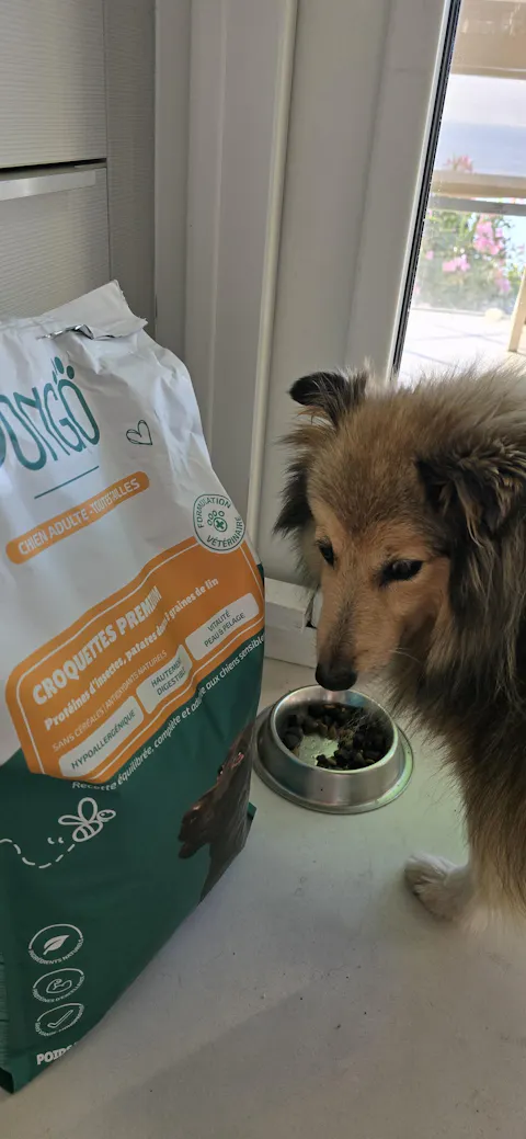 Croquettes aux insectes | Hypoallergéniques | Sans céréales | Chien toutes tailles