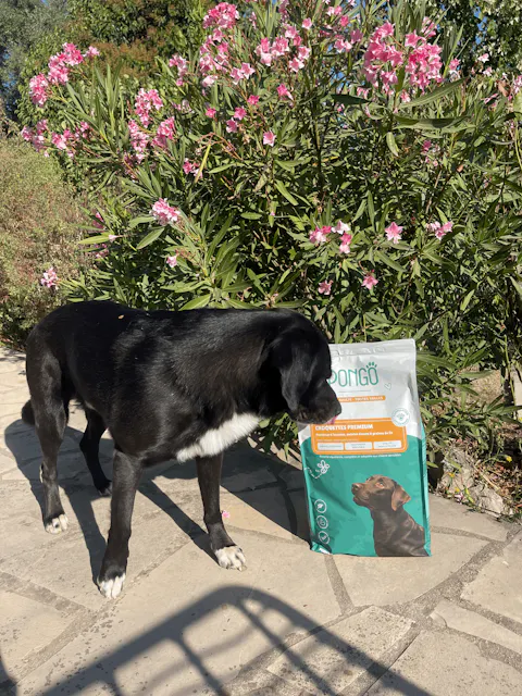 Croquettes aux insectes | Hypoallergéniques | Sans céréales | Chien toutes tailles