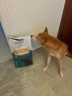 Croquettes aux insectes | Hypoallergéniques | Sans céréales | Chien toutes tailles