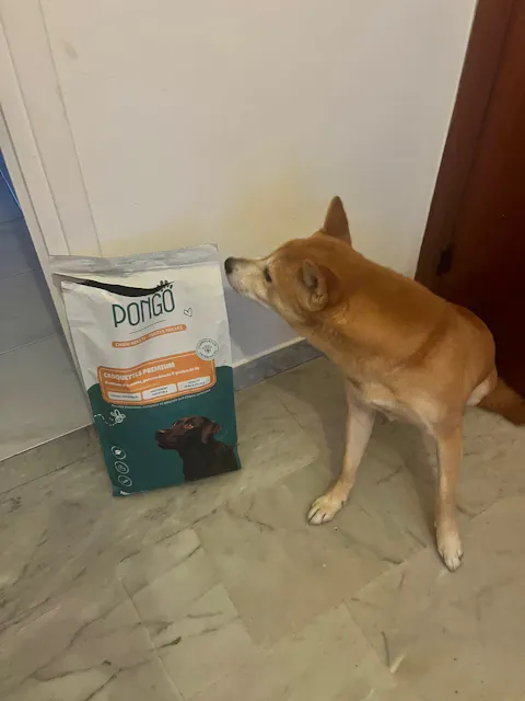 Croquettes aux insectes | Hypoallergéniques | Sans céréales | Chien toutes tailles