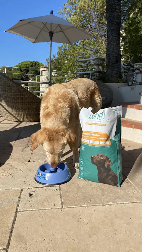 Croquettes aux insectes | Hypoallergéniques | Sans céréales | Chien toutes tailles