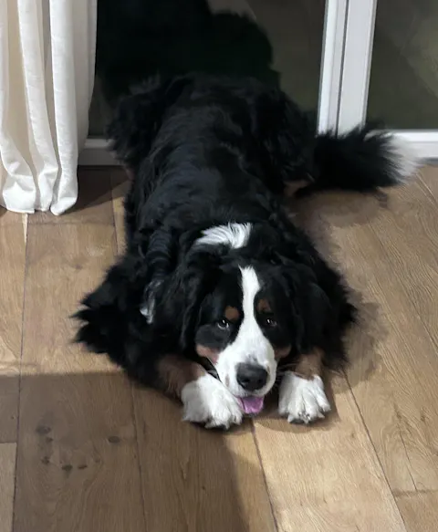 Croquettes aux insectes | Hypoallergéniques | Sans céréales | Chien toutes tailles