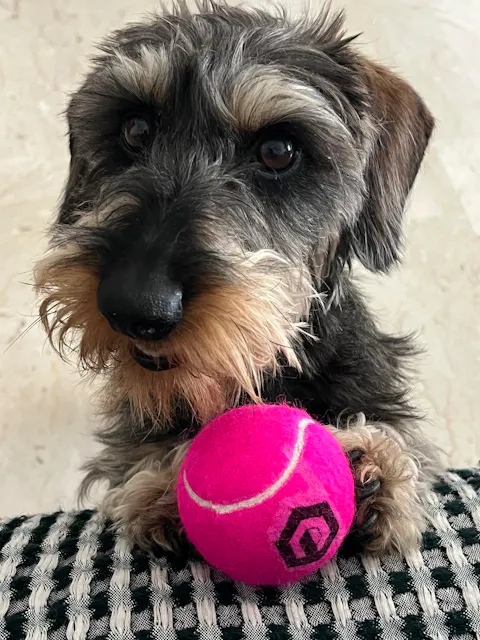 Croquettes aux insectes | Hypoallergéniques | Sans céréales | Chien toutes tailles