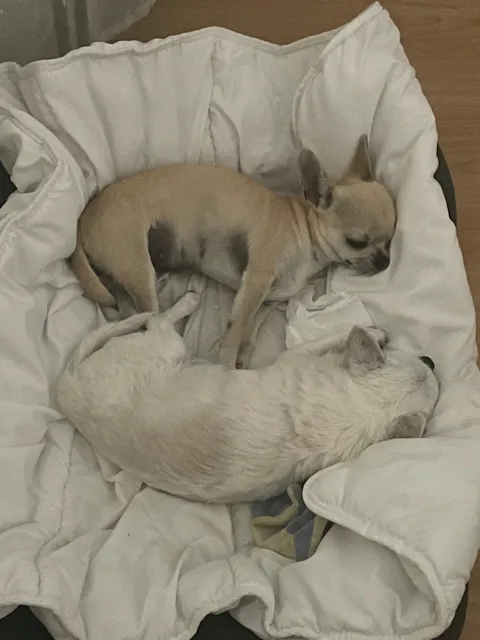 Croquettes aux insectes | Hypoallergéniques | Sans céréales | Chien toutes tailles