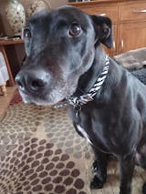 Zebra Print Fabric Dog Collar