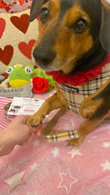 Brown Tartan Designer Dog Harness