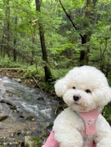 Adjustable Dog Harness