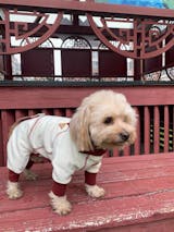 Warm Full-Cover Four-Leg Dog Onesie