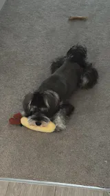 Garfield-Inspired Dog Toy Gift Set