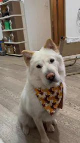 Adjustable Pet Bandana Collar