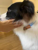 Adjustable Pet Bandana Collar