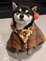 Adjustable Pet Bandana Collar