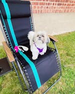 Ergo Back Zero Gravity Lounger