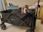 All Terrain Folding Wagon