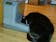 PortionPro Rx Pet Feeder