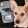 PortionPro Rx Pet Feeder
