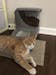 PortionPro Rx Pet Feeder
