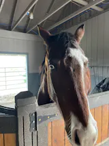 PJS All In One Leg Solution