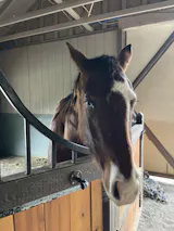 Precision Equine Solutions