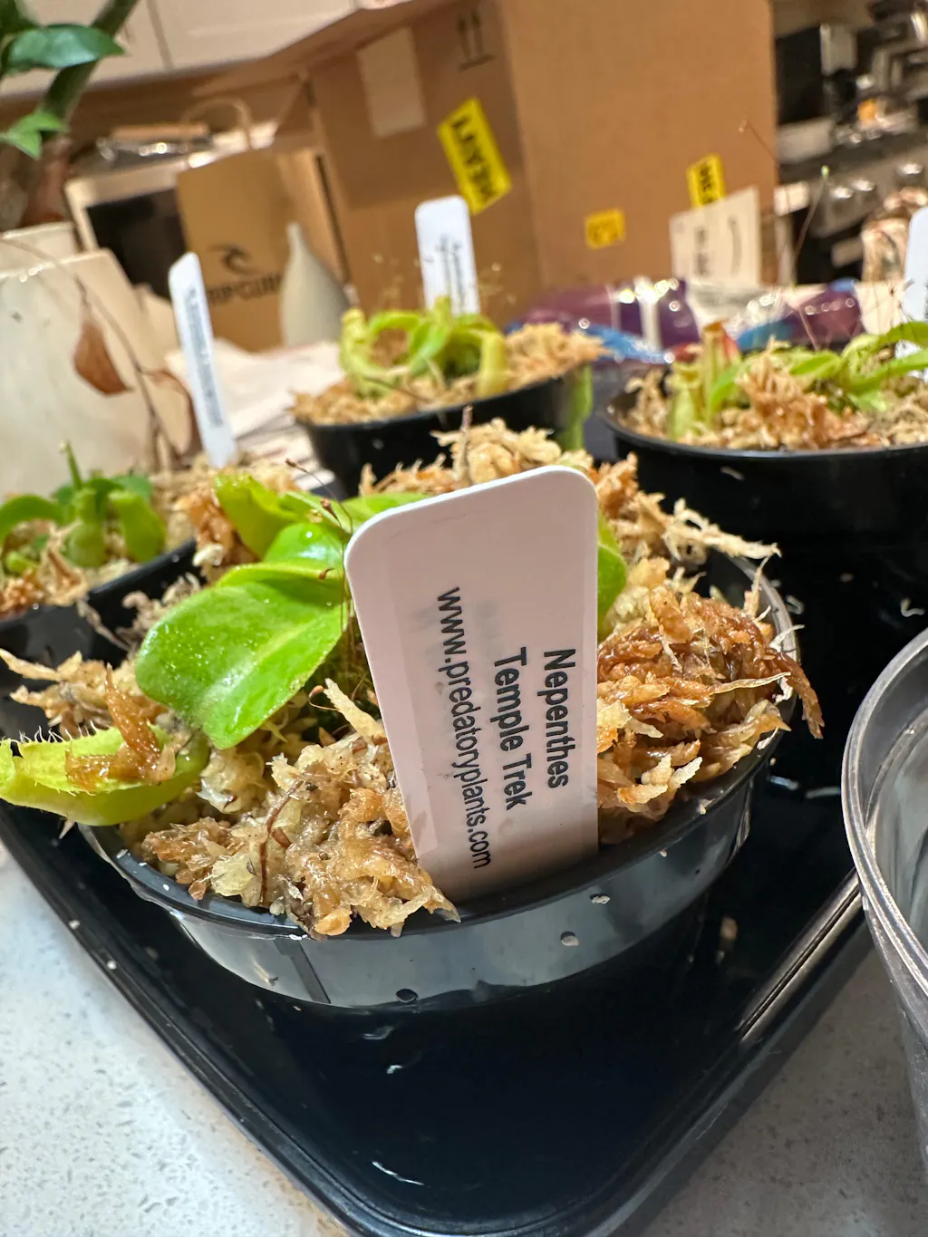 Nepenthes Grab-Bag