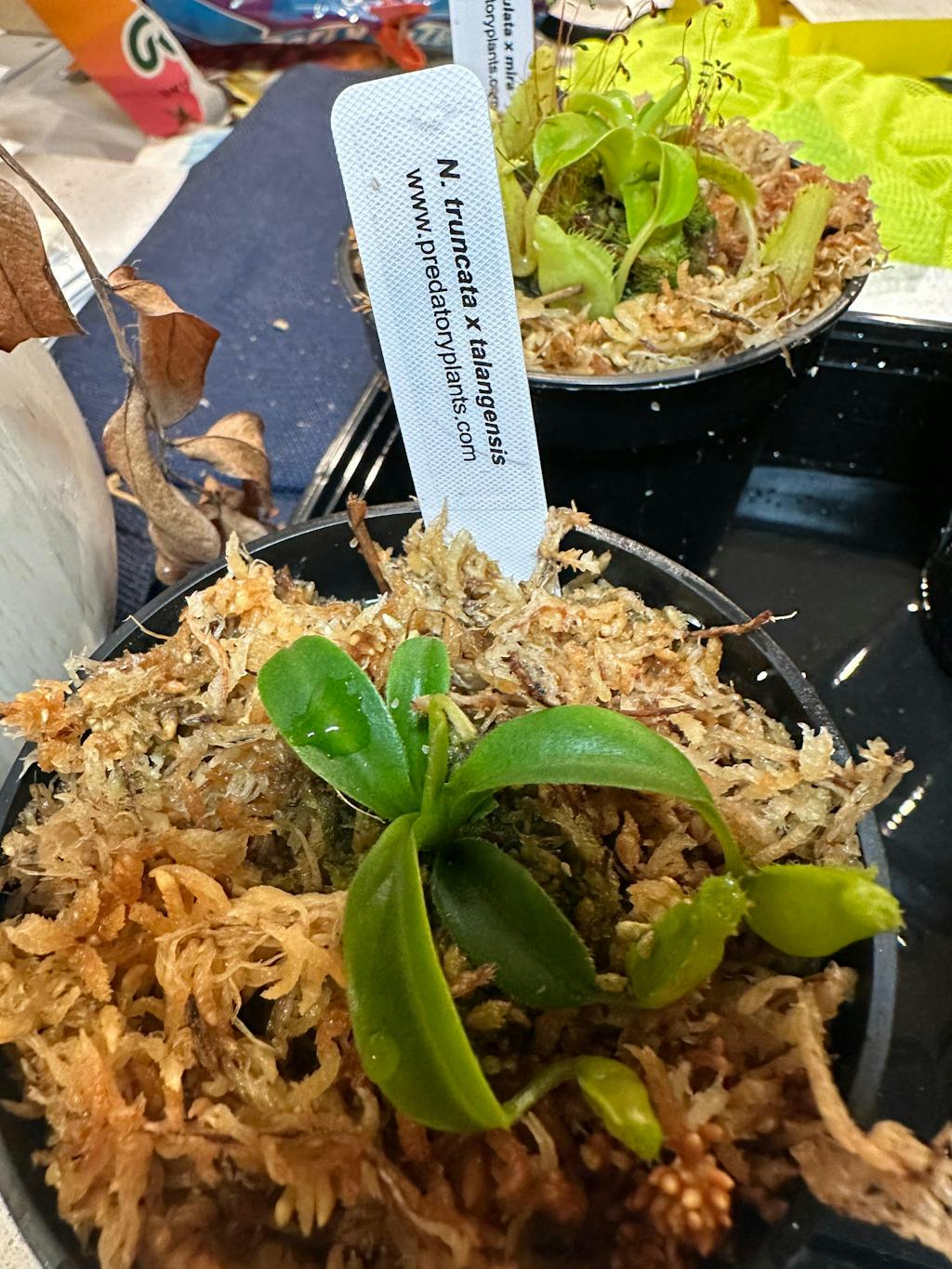 Nepenthes Grab-Bag