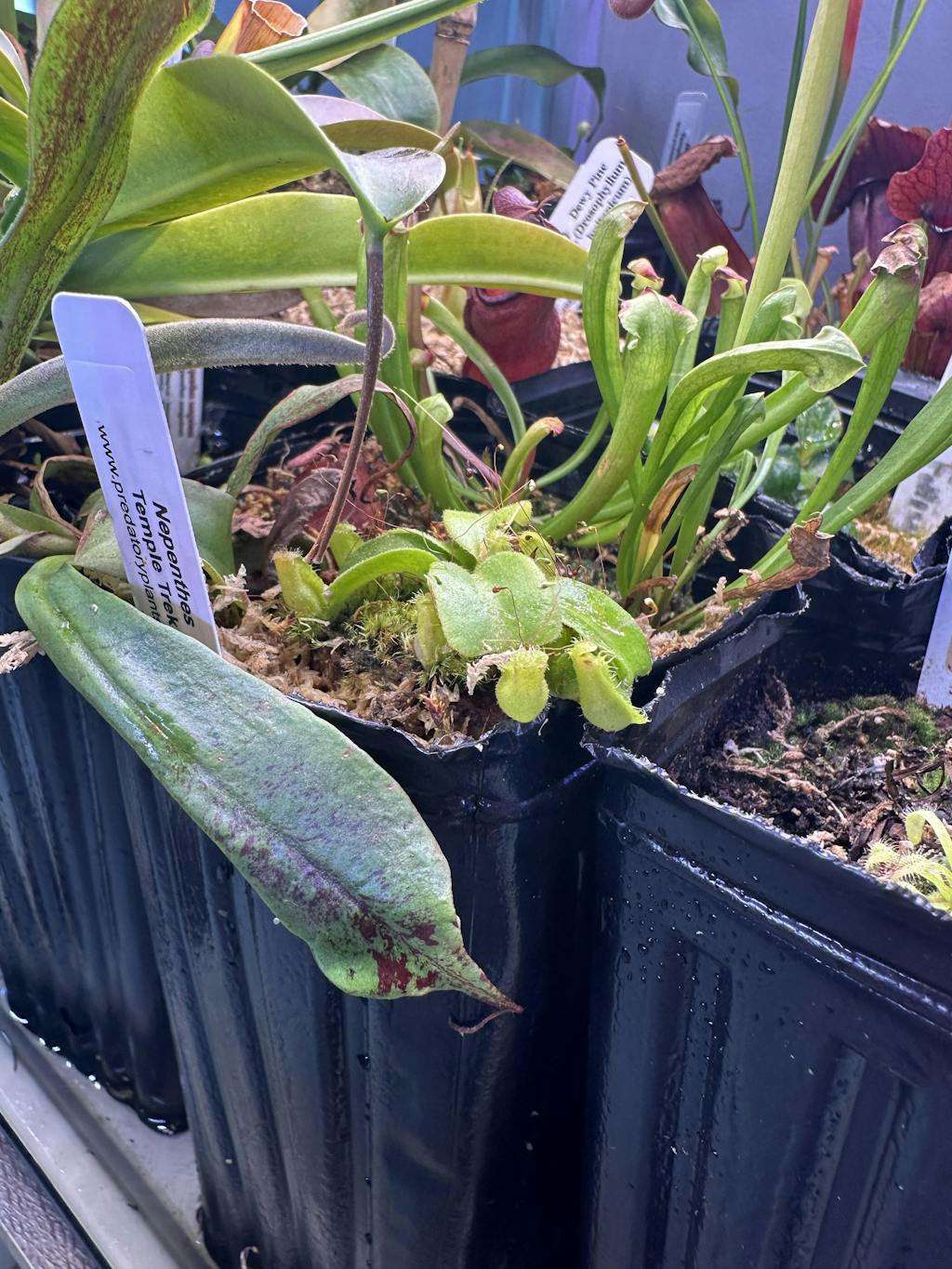 Nepenthes Grab-Bag