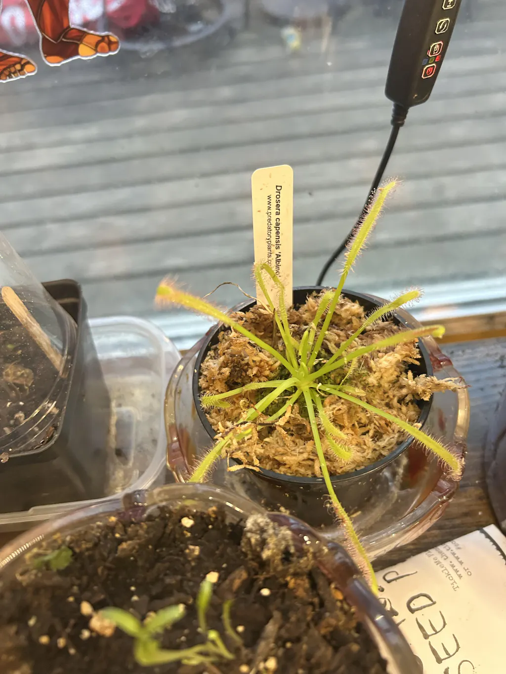 Carnivorous Plant Beginner Collection | Live Carnivorous Plants